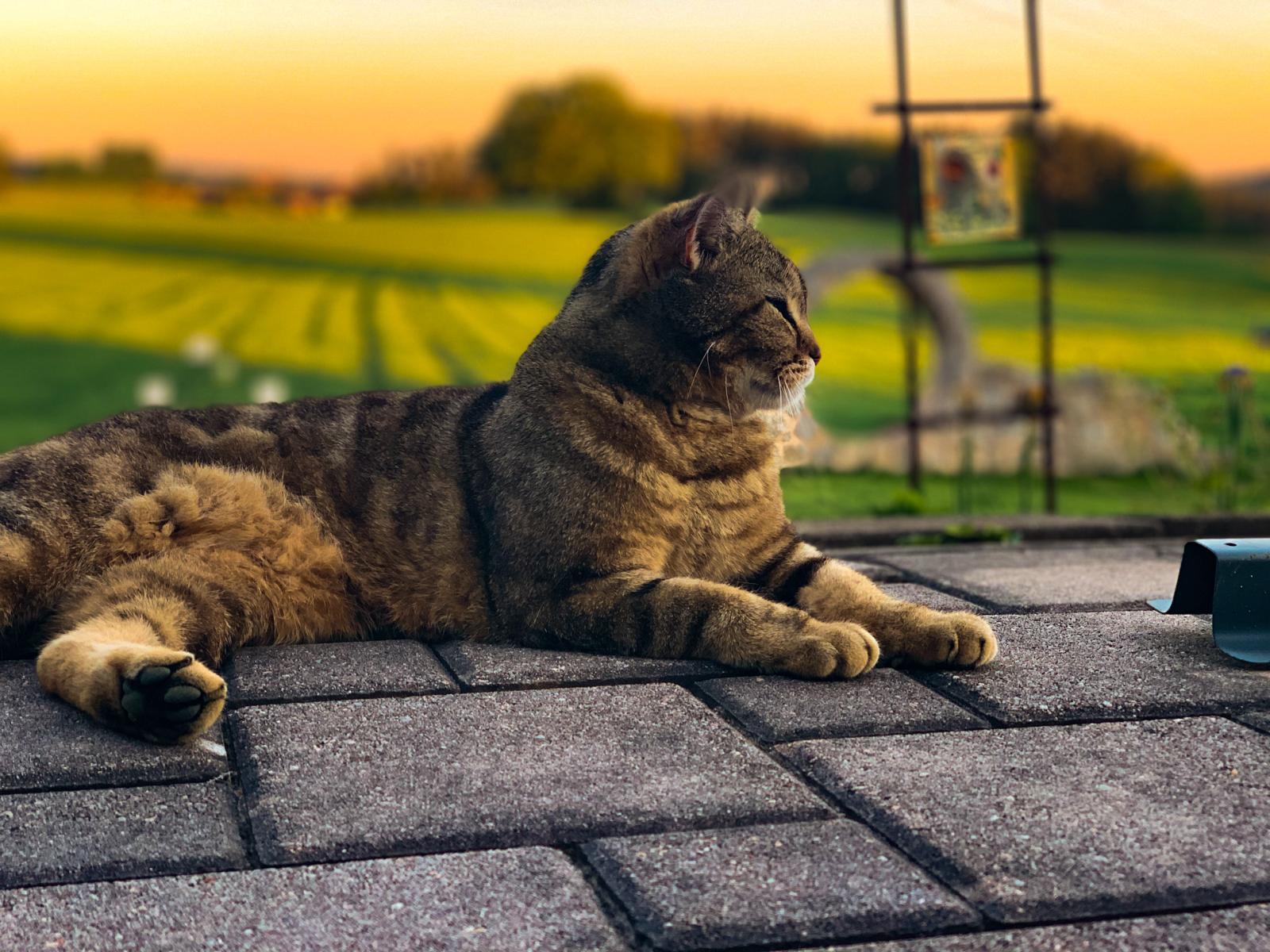 Tierarztpraxis am Steinwald - unsere Vision